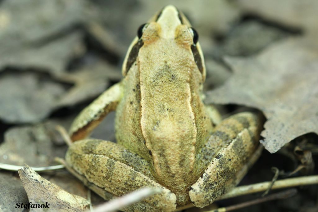 Identificazione Rana - Rana dalmatina